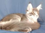Marcus - Maine Coon Cat For Sale - Brooklyn&comma; NY&comma; US