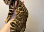Bengal kittens - Bengal Cat For Sale - Denver&comma; CO&comma; US