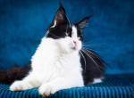 Jessica - Maine Coon Cat For Sale - Brooklyn&comma; NY&comma; US