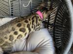 F3 Glitter Bengal pink collar - Bengal Cat For Sale - Litchfield&comma; IL&comma; US
