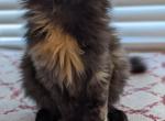 Judie - Maine Coon Cat For Sale - Staten Island&comma; NY&comma; US