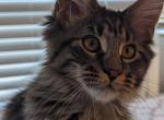 Jacob - Maine Coon Cat For Sale - Staten Island&comma; NY&comma; US