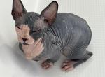 Pretty r Sphynx kittens - Sphynx Cat For Sale - Orlando&comma; FL&comma; US