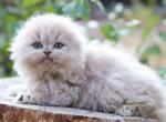 Fluffy baby girl scottish fold lilac - Scottish Fold Cat For Sale - Los Angeles&comma; CA&comma; US