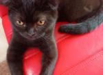 Scottish Fold - Scottish Fold Cat For Sale - Copperas Cove&comma; TX&comma; US
