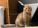 Chubby cinnamon girl Quincy fluffy cheeked face - Scottish Fold Cat For Sale - Houston&comma; TX&comma; US