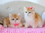Britney black golden shell  british shorthair girl - British Shorthair Cat For Sale - Houston&comma; TX&comma; US