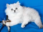 Mimi silver shaded girl chinchilla ns 11 doll face - British Shorthair Cat For Sale - Los Angeles&comma; CA&comma; US