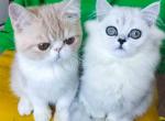 Blanca green eyes silver shaded persian doll face - Persian Cat For Sale - Los Angeles&comma; CA&comma; US