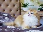 Barni fluffy scottish fold longhair golden ny11 - Scottish Fold Cat For Sale - Houston&comma; TX&comma; US