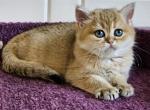 Boris - British Shorthair Cat For Sale - Los Angeles&comma; CA&comma; US