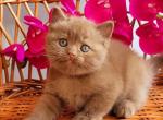 Ruvim - British Shorthair Cat For Sale - Miami&comma; FL&comma; US