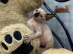 Tessa - Sphynx Cat For Sale - Pembroke Pines&comma; FL&comma; US