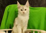 Mango - Maine Coon Cat For Sale - Miami&comma; FL&comma; US
