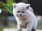 Alisa - Scottish Straight Cat For Sale - Pembroke Pines&comma; FL&comma; US
