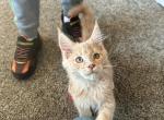 Heineken - Maine Coon Cat For Sale - Brighton&comma; CO&comma; US