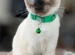 1 Female Siamese Vaccinated and Ready - Siamese Cat For Sale - Philadelphia&comma; PA&comma; US