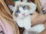 GG - Ragdoll Cat For Sale - Huntington Beach&comma; CA&comma; US