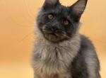 Leon - Maine Coon Cat For Sale - Brighton&comma; CO&comma; US