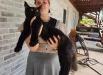 Captain - Maine Coon Cat For Sale - Stevens&comma; PA&comma; US