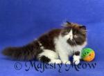 Roksolana - Persian Cat For Sale - Yucca Valley&comma; CA&comma; US