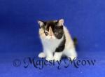 Catalina - Exotic Cat For Sale - Yucca Valley&comma; CA&comma; US