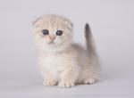 Rapir - Munchkin Cat For Sale - Hollywood&comma; FL&comma; US