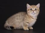 Lubomirr - Munchkin Cat For Sale - Hollywood&comma; FL&comma; US