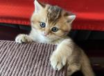 Scott 7 - Scottish Straight Cat For Sale - New York&comma; NY&comma; US
