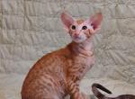 L Oreal - Oriental Cat For Sale - Pembroke Pines&comma; FL&comma; US