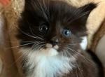 Raven - Maine Coon Cat For Sale - Manchester Township&comma; NJ&comma; US