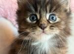 Ebony - Maine Coon Cat For Sale - Manchester Township&comma; NJ&comma; US