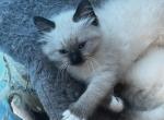 Sold Kats ravishing ragdolls - Ragdoll Cat For Sale - Lancaster&comma; PA&comma; US