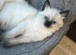 ON HOLD  Ragdoll seal point Kats ravishing ragdoll - Ragdoll Cat For Sale - Lancaster&comma; PA&comma; US
