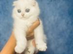 ATHOS male shorthair - Scottish Fold Cat For Sale - Austin&comma; TX&comma; US