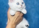 ARAMIS male shorthair - Scottish Straight Cat For Sale - Baton Rouge&comma; LA&comma; US