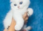ATHOS male shorthair - Scottish Fold Cat For Sale - Baton Rouge&comma; LA&comma; US