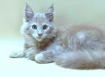 Bernard - Maine Coon Cat For Sale - New York&comma; NY&comma; US