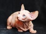 Doris - Bambino Cat For Sale - Pembroke Pines&comma; FL&comma; US
