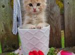 Fluffy - Domestic Cat For Sale - Barto&comma; PA&comma; US