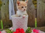 Princess - Domestic Cat For Sale - Barto&comma; PA&comma; US