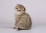 Leopard cheetah cub scottish fold tabby - Scottish Fold Cat For Sale - Los Angeles&comma; CA&comma; US