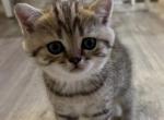 Pretzel - Scottish Straight Cat For Sale - Gainesville&comma; GA&comma; US