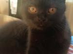 Billie - British Shorthair Cat For Sale - Copperas Cove&comma; TX&comma; US