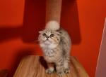 Scotty - Scottish Fold Cat For Sale - Levittown&comma; PA&comma; US