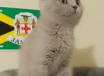 Ash - British Shorthair Cat For Sale - Copperas Cove&comma; TX&comma; US