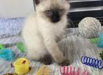 Alina RESERVED - Balinese Cat For Sale - CA&comma; US
