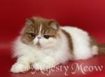 Marselito - Persian Cat For Sale - Yucca Valley&comma; CA&comma; US