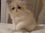 Silver point persian female kitten - Persian Cat For Sale - MA&comma; US