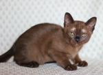 Panda - Burmese Cat For Sale - Pembroke Pines&comma; FL&comma; US